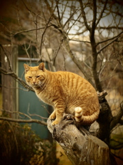 登りねこ