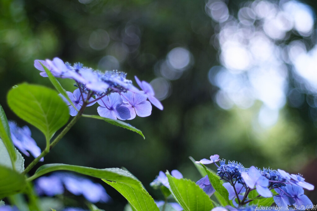 消えた梅雨