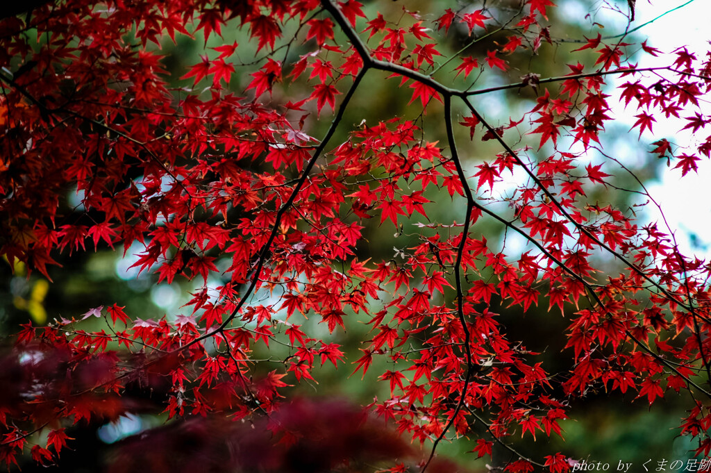 紅しぐれ