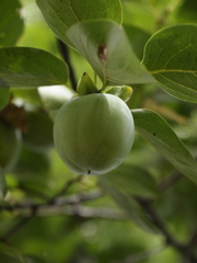 早く色づけ柿の･･･？