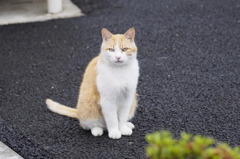 にゃんでしょう？