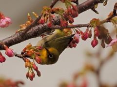 春よ春
