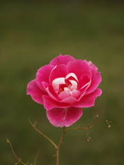 Dancing Flower