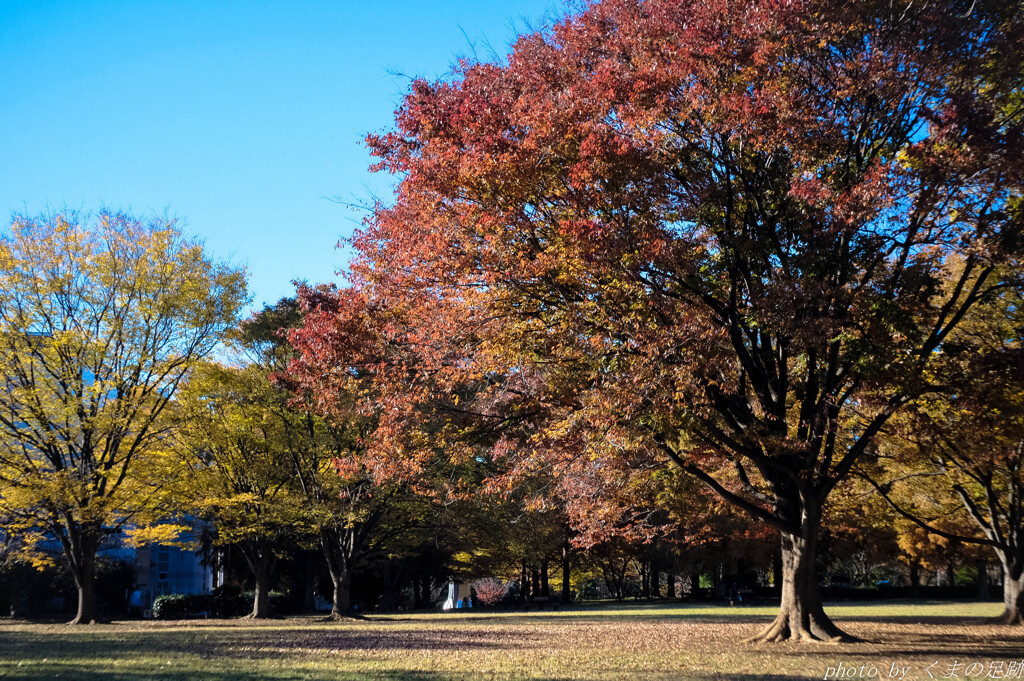 Autumn in the park