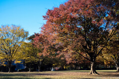Autumn in the park
