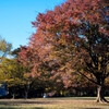 Autumn in the park