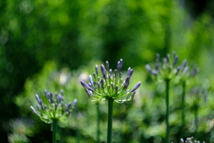 ロシアンルーレット