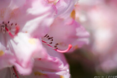 どこに咲こうとも
