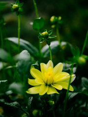 クリームイエロー