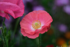 出会った頃のよう