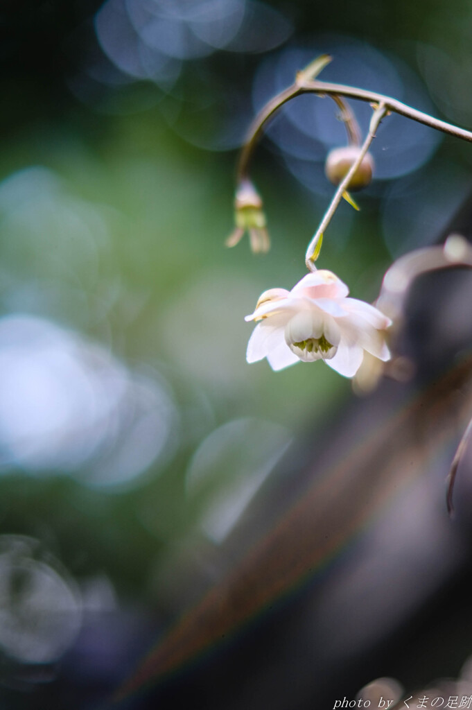 去り行く夏の妖精