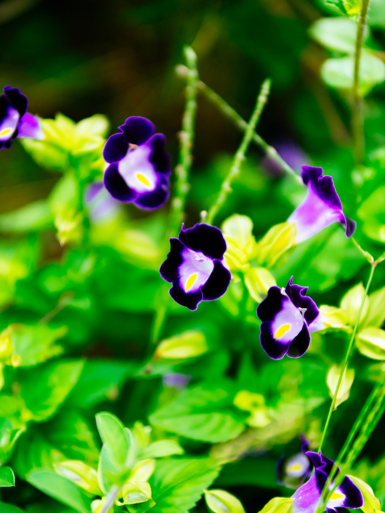 ベルベットブルー