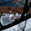 めざめ