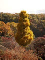 ゴールデンツリー