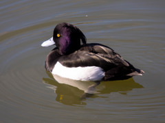 おとぼけ鳥