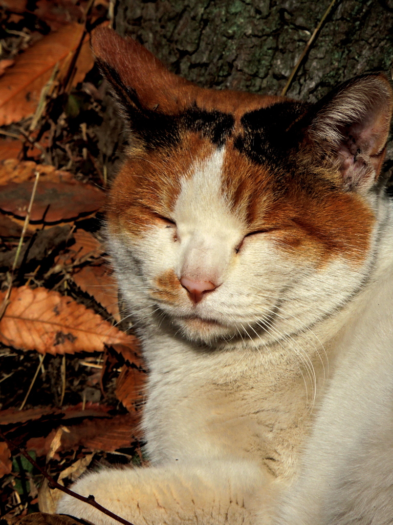 にゃんぞしましょか？