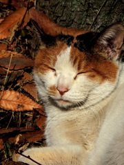 にゃんぞしましょか？