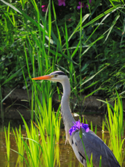 花鳥