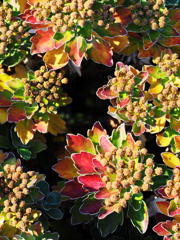 冬の色をたのしむ　⑫