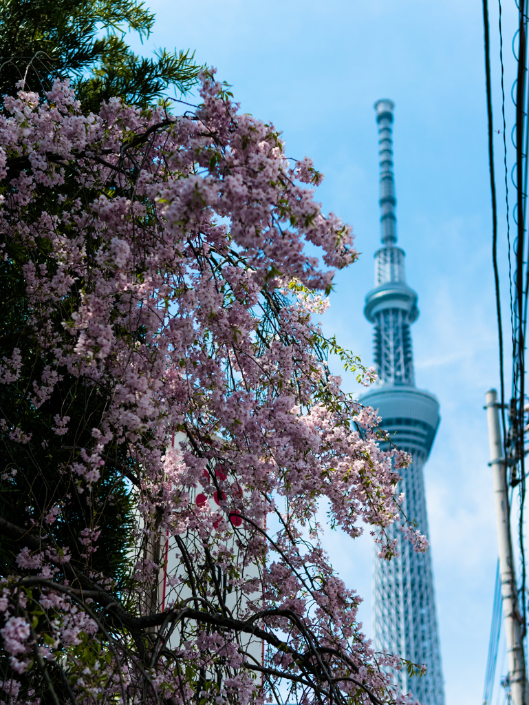 枝垂れとタワー