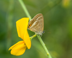背中合わせの恋