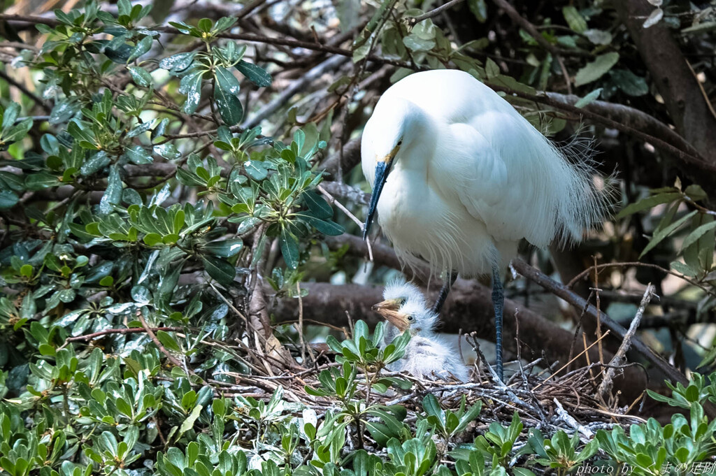 breeding season