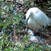 breeding season