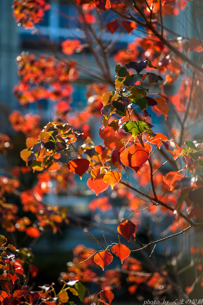 ハート紅う