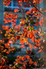 ハート紅う