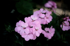 試し撮りは続く