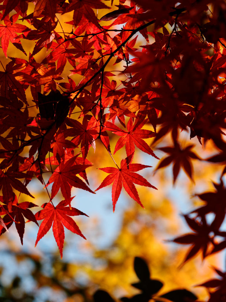 いろはに･･･ほの字