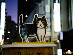 宵闇猫