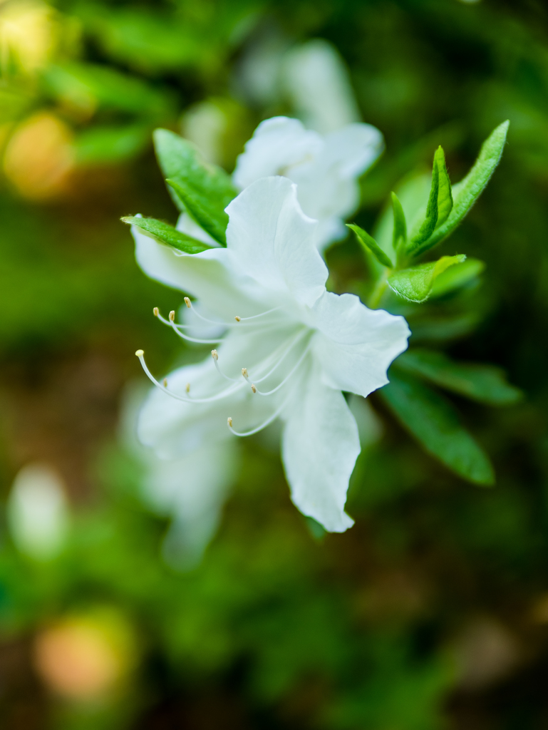 白いワンピース