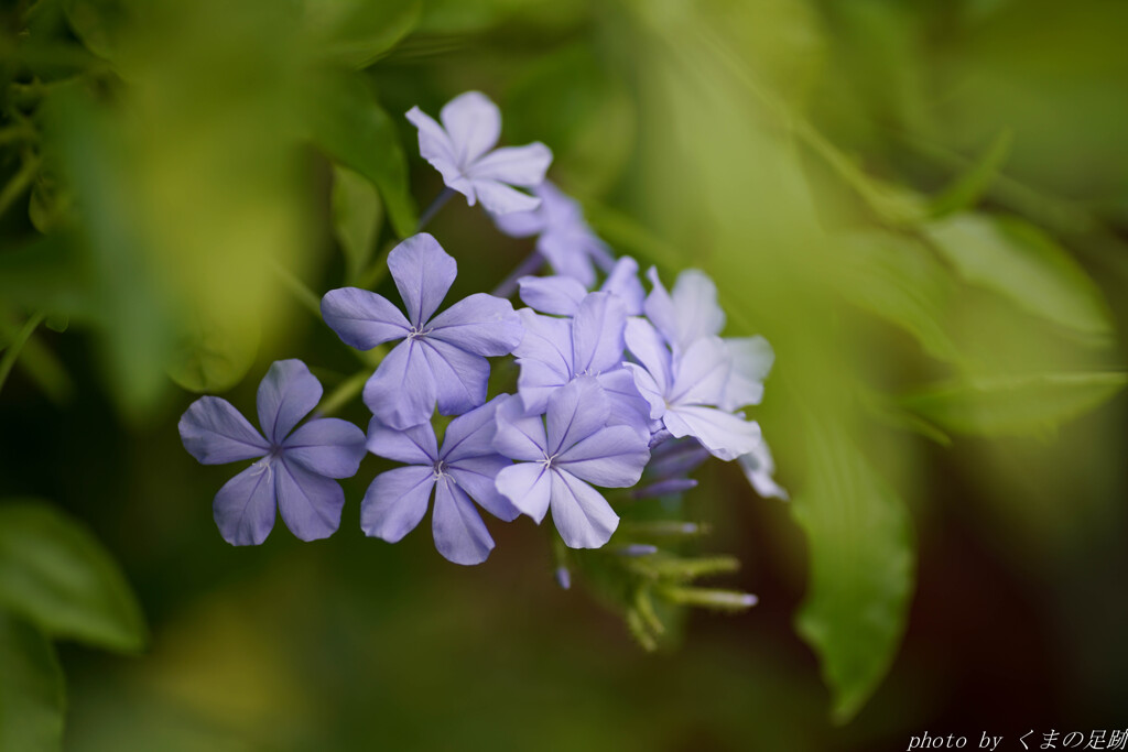 秘すれば花