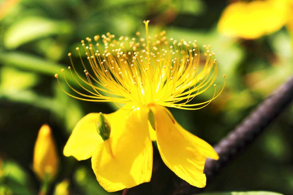 ふわふわゆらゆら