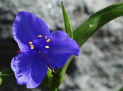 初夏の彩り Ⅰ
