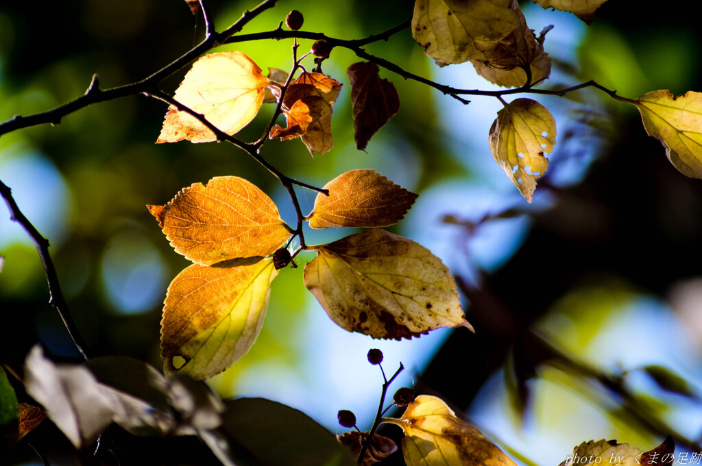 望遠ズームと見た夢