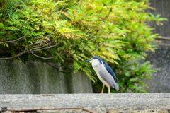 渡世人