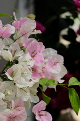 爽やかな初夏の花