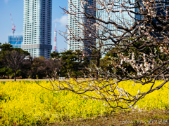 ちょっと早まったか：SIGMA 30mm F1.4