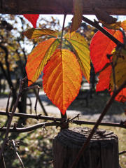 冬の色をたのしむ　②