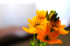 咲いた～咲いた～♪♪