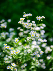 やさしくしないで