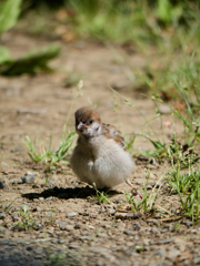 ペンギン歩き