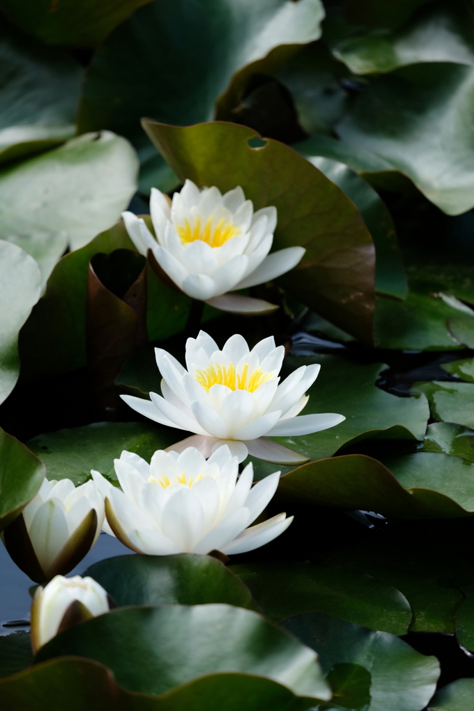 しらさぎの舞い