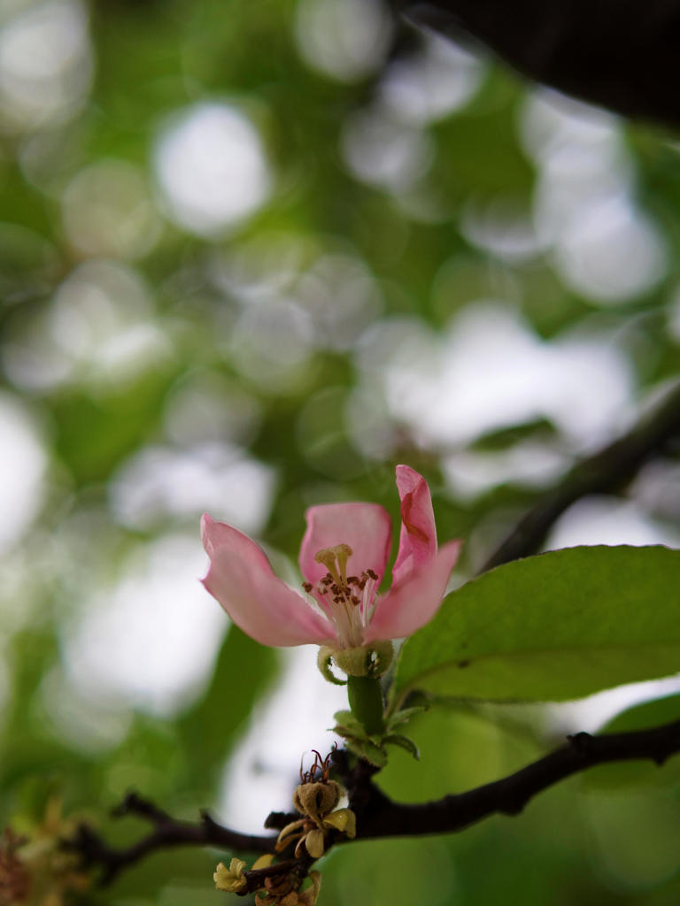 かりんな花