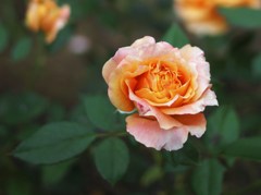 Autumn rose ⅡⅩⅢ