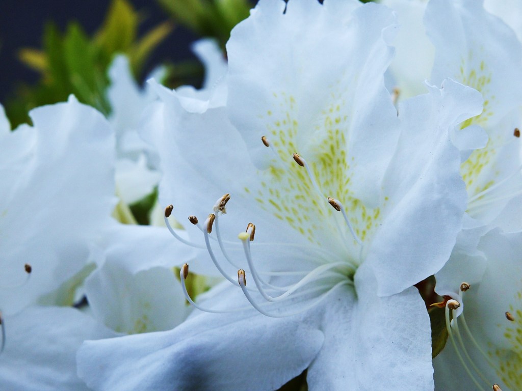 初夏の彩り Ⅳ