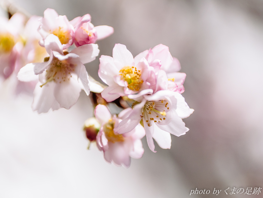 寒桜