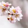 寒桜